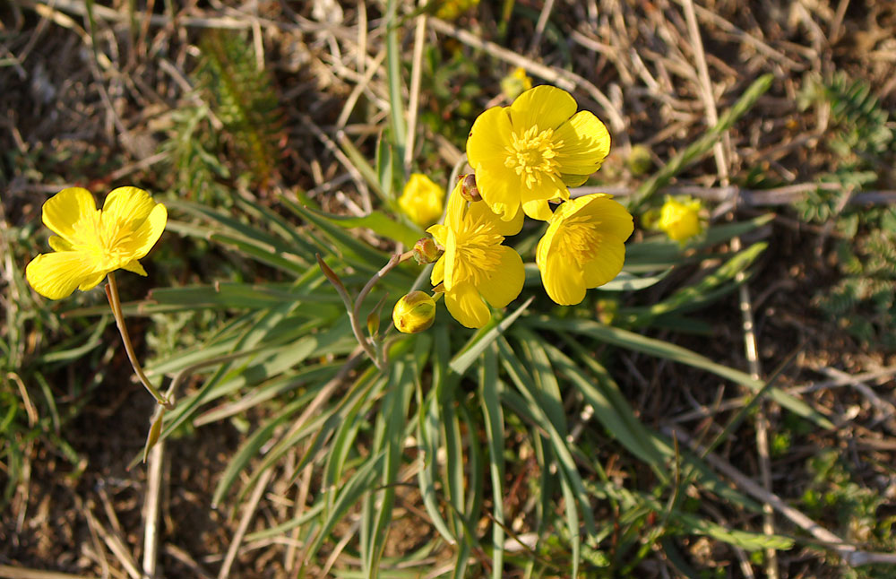 Ranunculus gramineus / Ranuncolo a foglie di gramigna